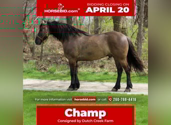 Friesian horses Mix, Gelding, 5 years, 15.2 hh, Grullo