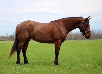 Friesian horses, Gelding, 5 years, 15.2 hh, Roan-Bay