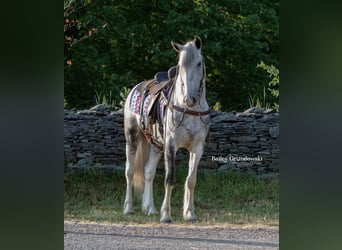 Friesian horses, Gelding, 5 years, 15.2 hh, Tobiano-all-colors