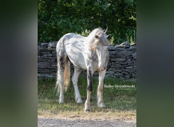 Friesian horses, Gelding, 5 years, 15.2 hh, Tobiano-all-colors