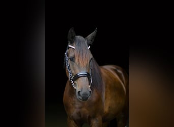 Friesian horses Mix, Gelding, 5 years, 15.3 hh, Bay-Dark