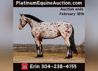 Friesian horses, Gelding, 5 years, 15.3 hh, Bay