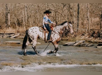 Friesian horses, Gelding, 5 years, 15.3 hh, Bay