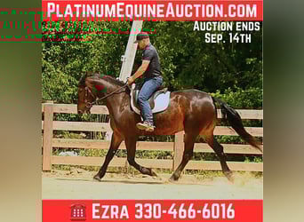 Friesian horses, Gelding, 5 years, 15.3 hh, Bay