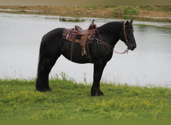 Friesian horses, Gelding, 5 years, 15.3 hh, Black