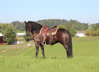Friesian horses Mix, Gelding, 5 years, 15.3 hh, Black
