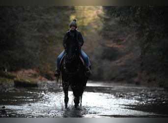 Friesian horses, Gelding, 5 years, 15.3 hh, Black