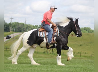 Friesian horses, Gelding, 5 years, 15.3 hh, Tobiano-all-colors