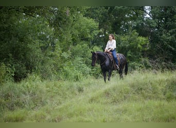 Friesian horses, Gelding, 5 years, 15 hh, Black
