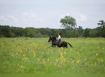 Friesian horses, Gelding, 5 years, 15 hh, Black