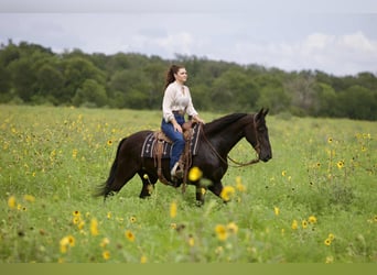 Friesian horses, Gelding, 5 years, 15 hh, Black