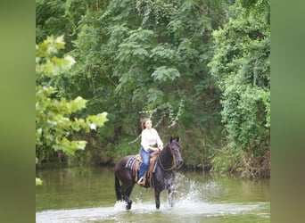 Friesian horses, Gelding, 5 years, 15 hh, Black