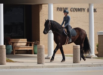Friesian horses Mix, Gelding, 5 years, 15 hh, Black