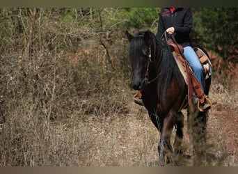 Friesian horses Mix, Gelding, 5 years, 15 hh, Black