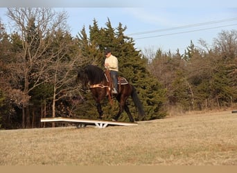 Friesian horses Mix, Gelding, 5 years, 15 hh, Black