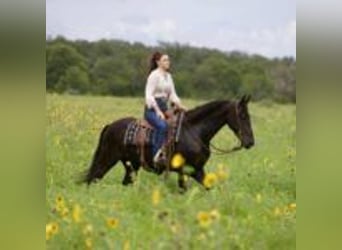 Friesian horses, Gelding, 5 years, 15 hh, Black