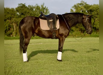 Friesian horses, Gelding, 5 years, 15 hh, Black