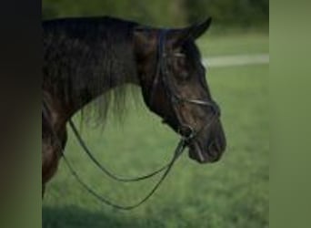 Friesian horses, Gelding, 5 years, 15 hh, Black
