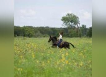 Friesian horses, Gelding, 5 years, 15 hh, Black