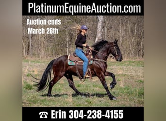 Friesian horses, Gelding, 5 years, 15 hh, Black