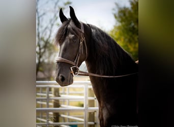 Friesian horses, Gelding, 5 years, 15 hh, Black