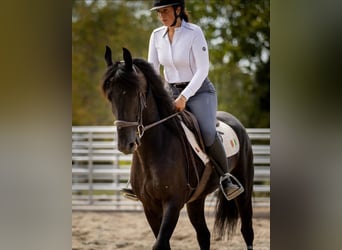 Friesian horses, Gelding, 5 years, 15 hh, Black