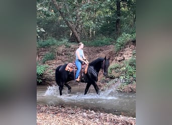 Friesian horses, Gelding, 5 years, 15 hh, Black