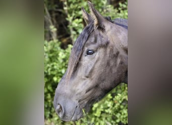 Friesian horses, Gelding, 5 years, 15 hh, Black