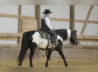 Friesen Mix, Wallach, 5 Jahre, 15 hh, Rappe