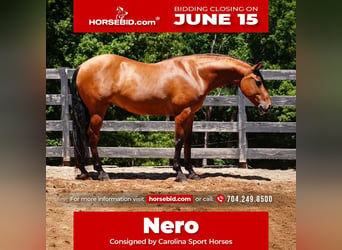 Friesian horses Mix, Gelding, 5 years, 15 hh, Buckskin