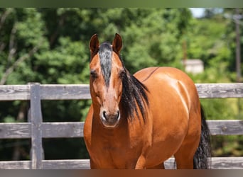 Friesian horses Mix, Gelding, 5 years, 15 hh, Buckskin