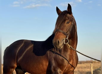 Friesian horses Mix, Gelding, 5 years, 15 hh