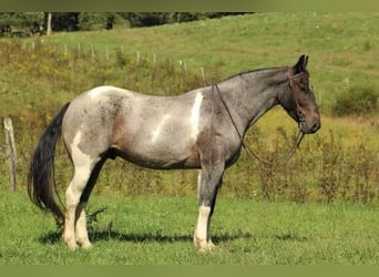 Friesian horses, Gelding, 5 years, 15 hh, Roan-Blue