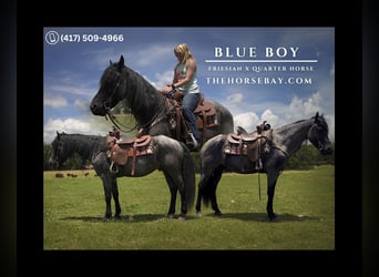 Friesian horses Mix, Gelding, 5 years, 15 hh, Roan-Blue