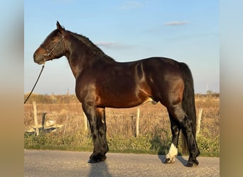 Friesian horses Mix, Gelding, 5 years, 15 hh