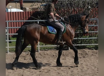 Friesian horses Mix, Gelding, 5 years, 15,1 hh, Bay-Dark