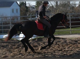 Friesian horses Mix, Gelding, 5 years, 15,1 hh, Bay-Dark
