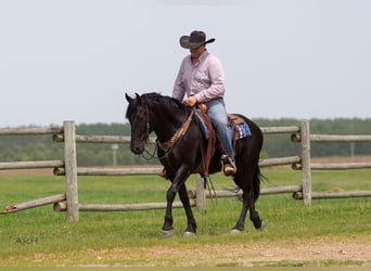 Friesian horses Mix, Gelding, 5 years, 15,1 hh, Black