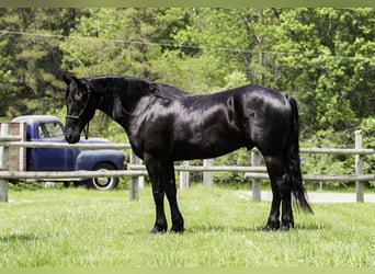 Friesian horses Mix, Gelding, 5 years, 15,1 hh, Black