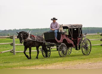 Friesian horses Mix, Gelding, 5 years, 15,1 hh, Black