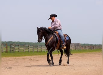 Friesian horses Mix, Gelding, 5 years, 15,1 hh, Black