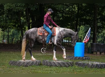 Friesian horses, Gelding, 5 years, 15,1 hh