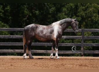 Friesian horses, Gelding, 5 years, 15,1 hh