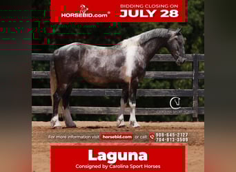 Friesian horses, Gelding, 5 years, 15,1 hh