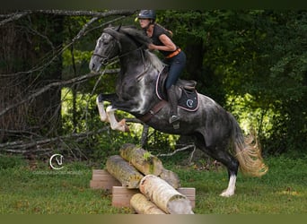 Friesian horses, Gelding, 5 years, 15,1 hh