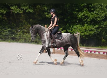 Friesian horses, Gelding, 5 years, 15,1 hh