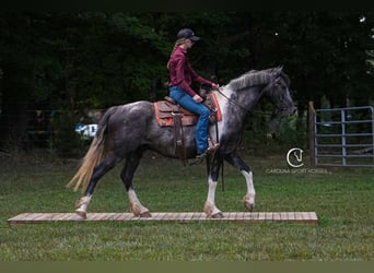 Friesian horses, Gelding, 5 years, 15,1 hh