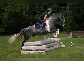 Friesian horses, Gelding, 5 years, 15,1 hh