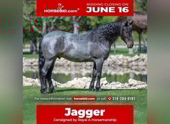 Friesian horses Mix, Gelding, 5 years, 15,1 hh, Roan-Blue