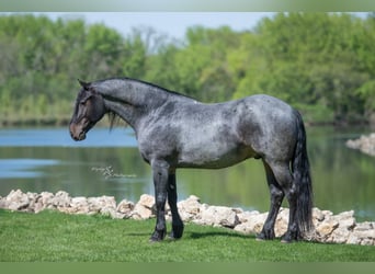 Friesian horses Mix, Gelding, 5 years, 15,1 hh, Roan-Blue